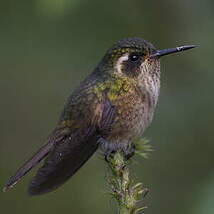 Colibri moucheté