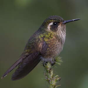 Colibri moucheté