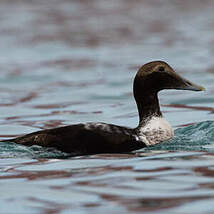 Eider à duvet