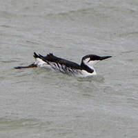 Guillemot de Troïl