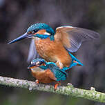 Martin-pêcheur d'Europe