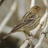 Pipit à gorge rousse