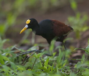 Jacana Du Mexique Jacana Spinosa