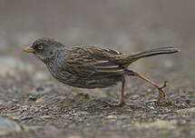 Junco des volcans