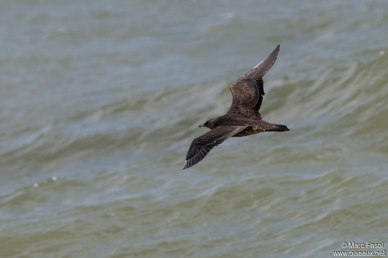 Parasitic Jaegerjuvenile, Flight