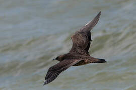 Parasitic Jaeger