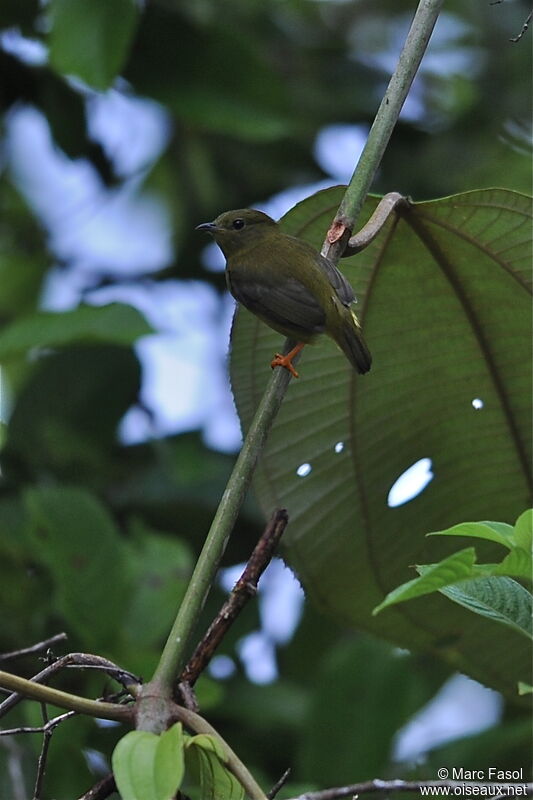 Orange-collared Manakin female adult, identification