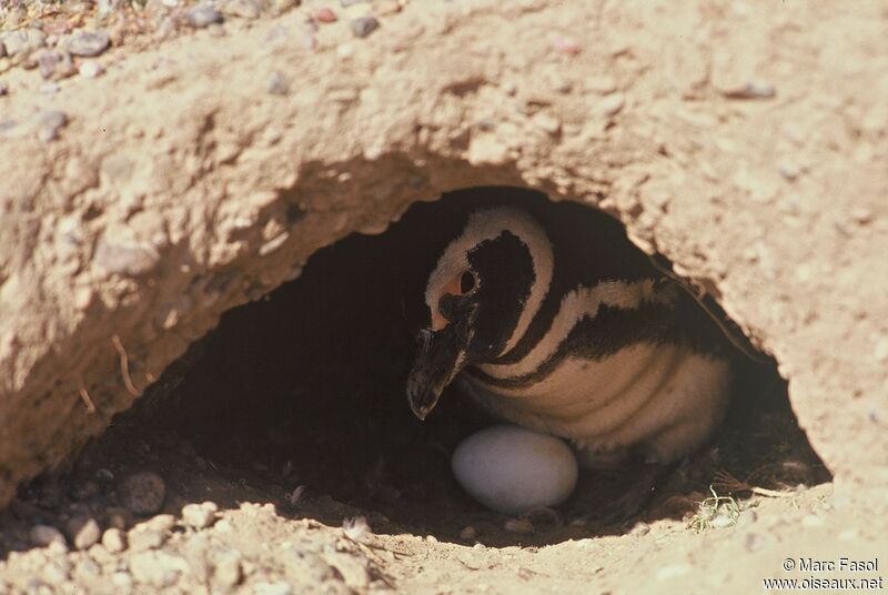 Magellanic Penguinadult, identification, Reproduction-nesting
