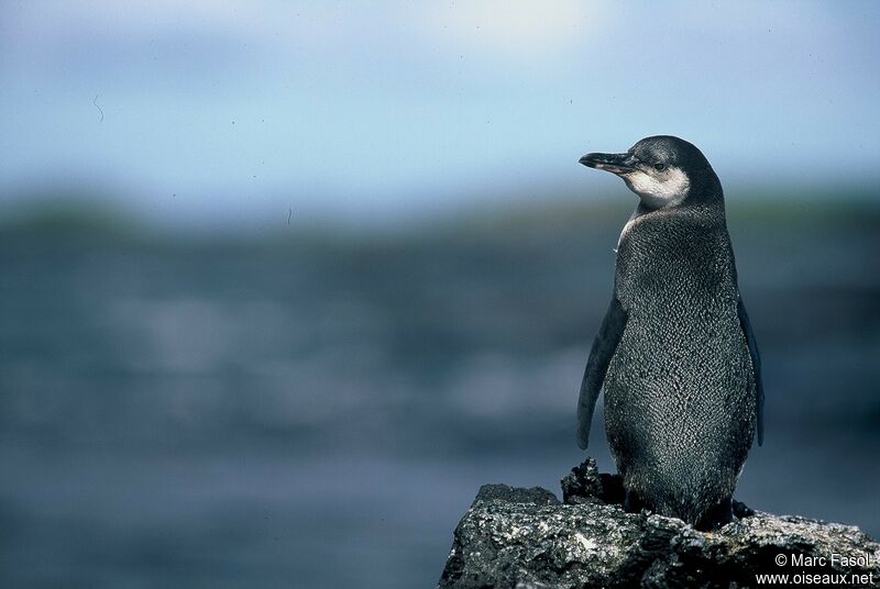 Galapagos Penguinimmature, identification