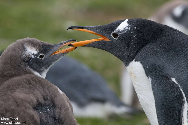Gentoo Penguin, pigmentation, Reproduction-nesting, Behaviour