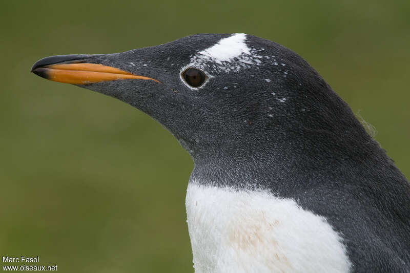 Gentoo Penguinadult, close-up portrait