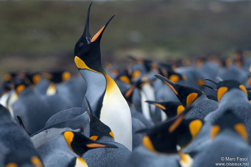 King Penguinadult, Reproduction-nesting