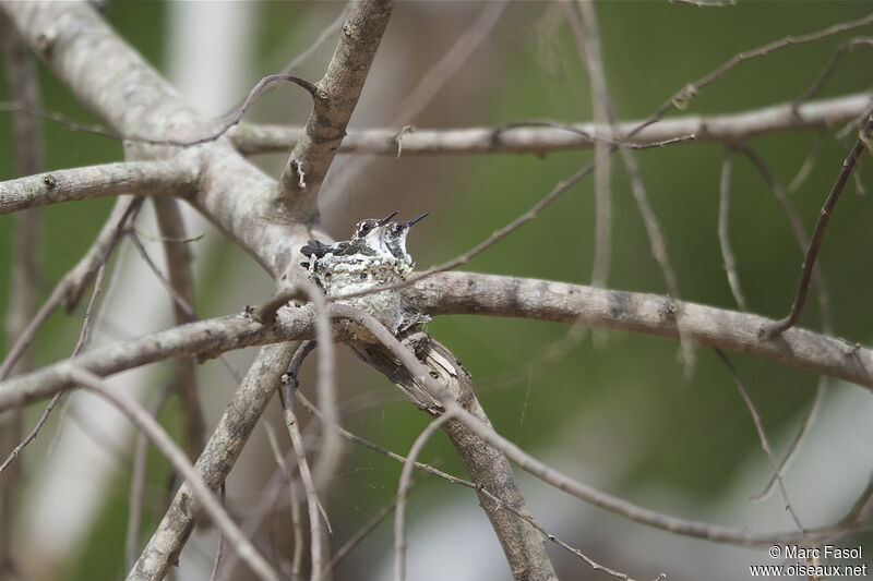 Black-throated Mango, identification, Reproduction-nesting