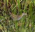 Marouette de Baillon