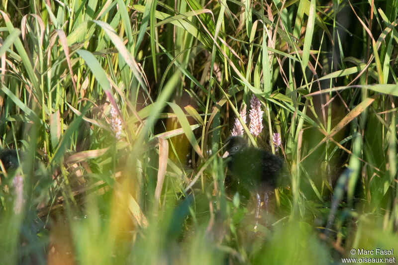 Marouette de BaillonPoussin, identification