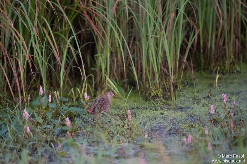 Marouette ponctuéeadulte nuptial, habitat