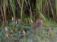 Spotted Crake