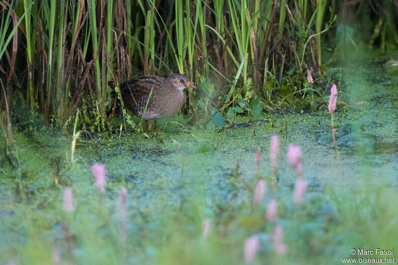 Marouette ponctuéeadulte, habitat