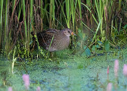 Spotted Crake