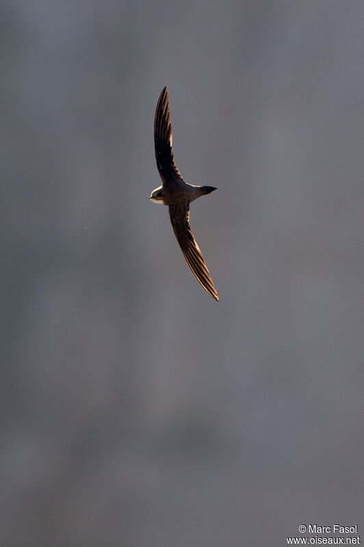 Alpine Swiftadult, Flight