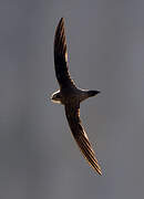 Alpine Swift