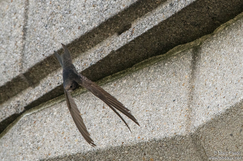 Common Swiftadult breeding, Flight, Reproduction-nesting