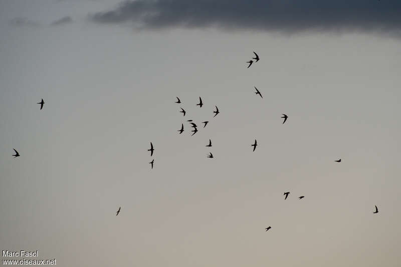 Common Swift, Flight