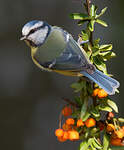 Mésange bleue