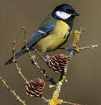 Mésange charbonnière