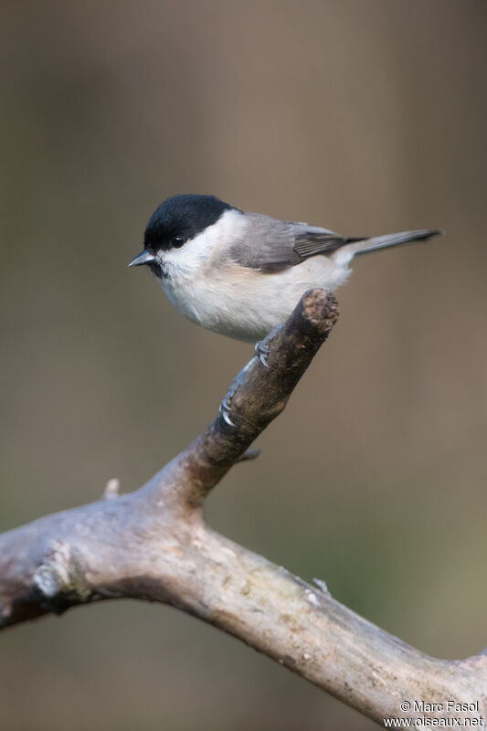 Mésange nonnetteadulte, identification