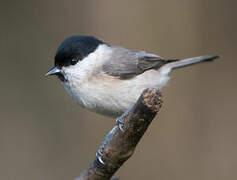 Marsh Tit