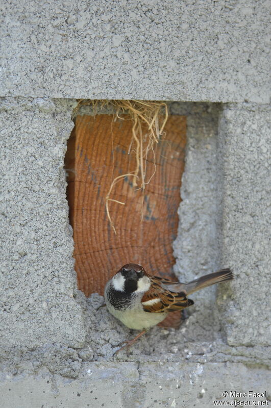 Italian Sparrow male adult breeding, identification, Reproduction-nesting