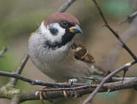 Moineau friquet