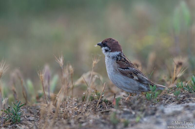 Eurasian Tree Sparrowadult, identification, feeding habits
