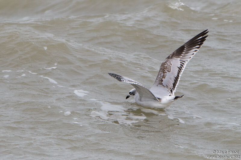 Mediterranean GullFirst year, Flight