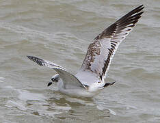 Mediterranean Gull