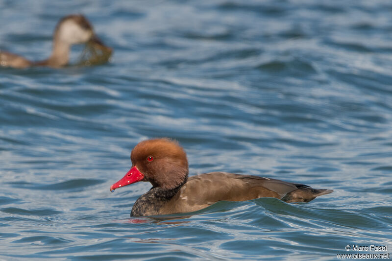 Red-crested Pochard male adult post breeding, identification, swimming