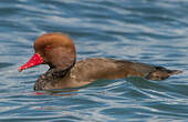 Nette rousse