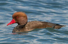 Nette rousse