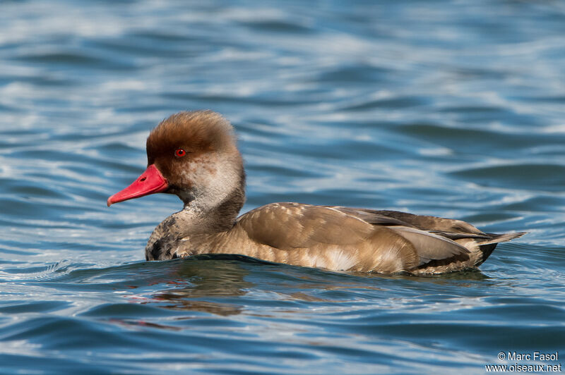 Red-crested Pochard male immature, identification, swimming