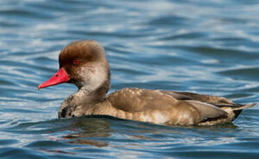 Nette rousse