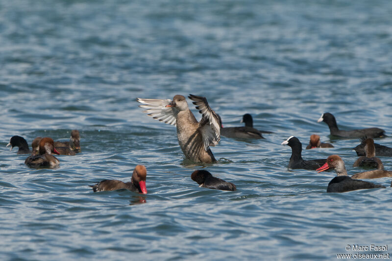 Red-crested Pochard female adult post breeding, identification, Flight