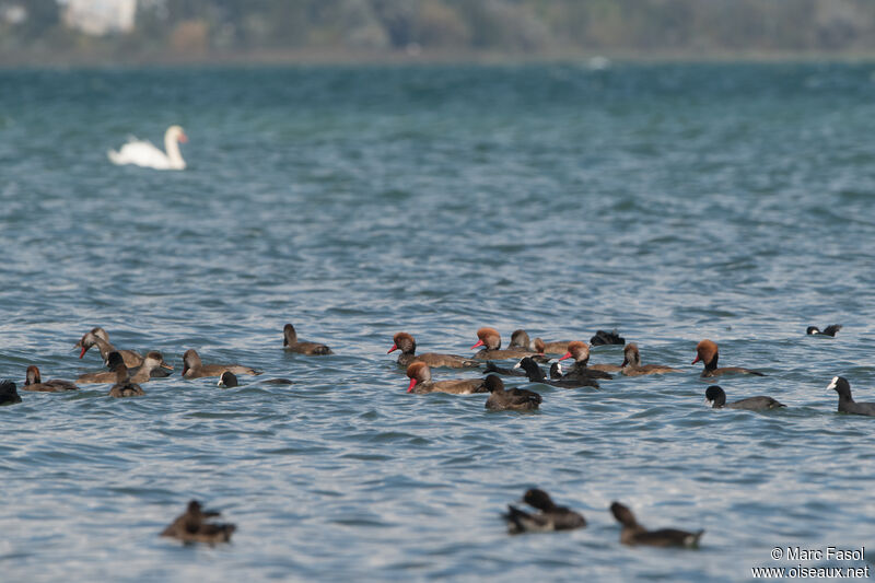 Red-crested Pochard