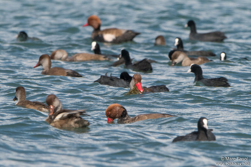 Red-crested Pochard, feeding habits, eats