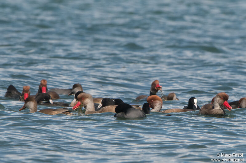 Red-crested Pochard, feeding habits, eats