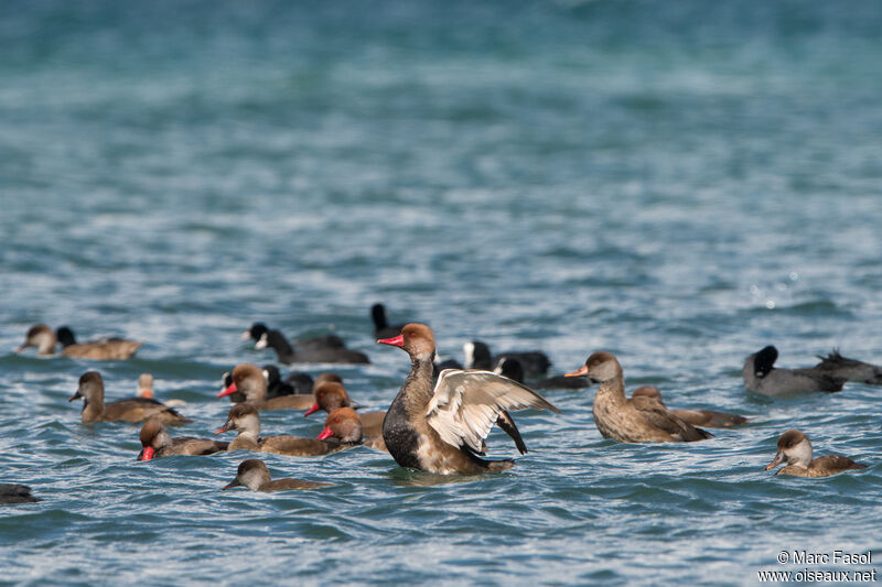 Red-crested Pochard male adult post breeding, Flight, swimming