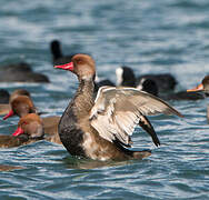 Nette rousse