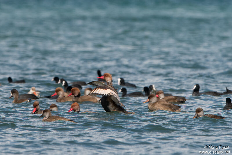 Red-crested Pochard male adult, Flight, swimming