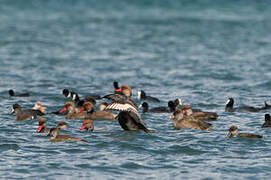 Red-crested Pochard