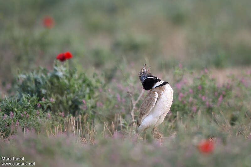 Little Bustard male adult breeding, courting display, song